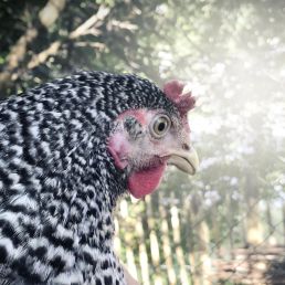Foto des ersten Huhns in unserem Garten
